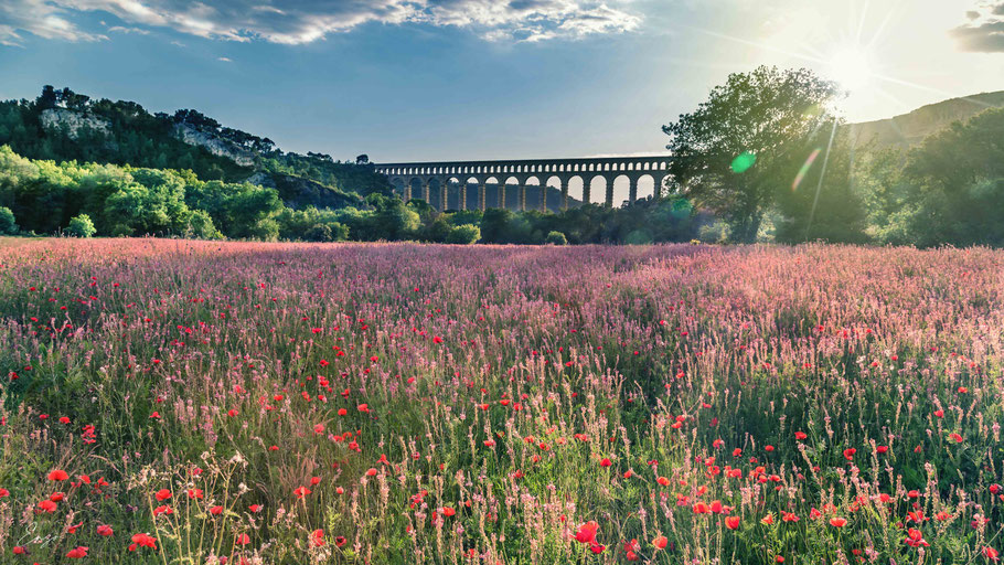 Lumière de printemps sur les terres de Provence