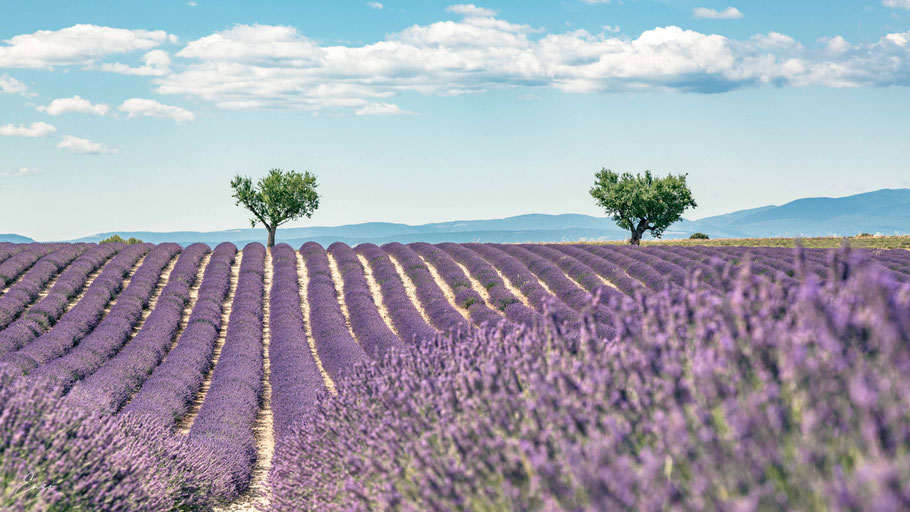 Tirage photo de Provence – paysage naturel lavande en fleur