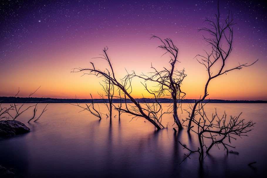 Arbres immergés au crépuscule – Horizon et lumière