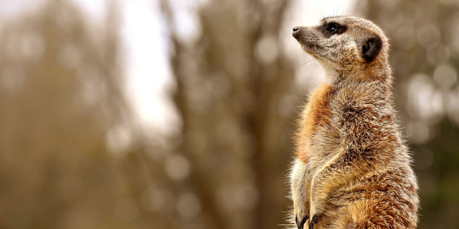 Postcodeloterij dierentuin