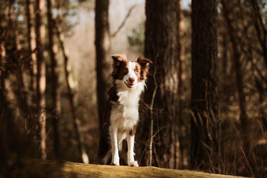 honden fotoshoot Beek