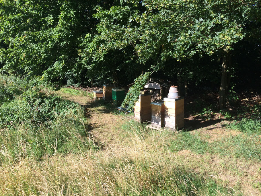 Spätsommerlicher Bienenstand - das Blütenmeer ist Vergangenheit.