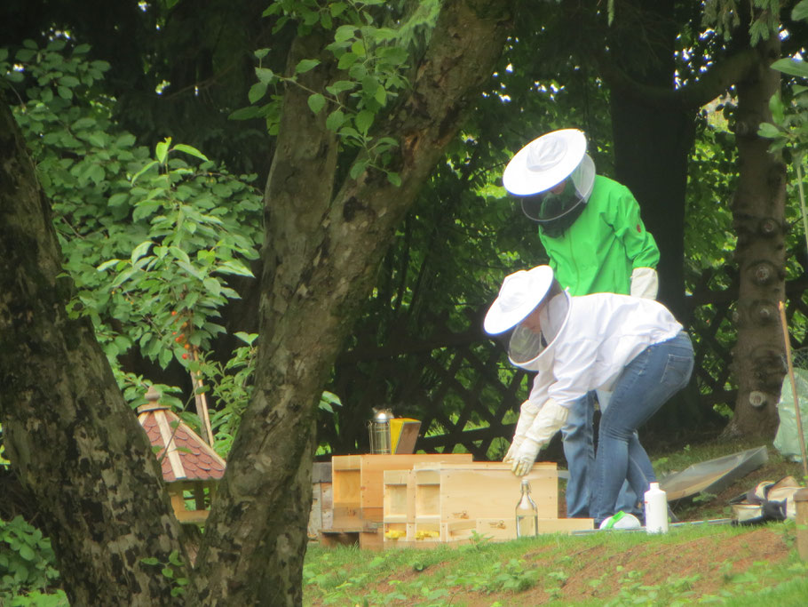Arbeit an den Ablegern - Die neuen Völker werden mit Milchsäure gegen die Varroa-Milbe behandelt.