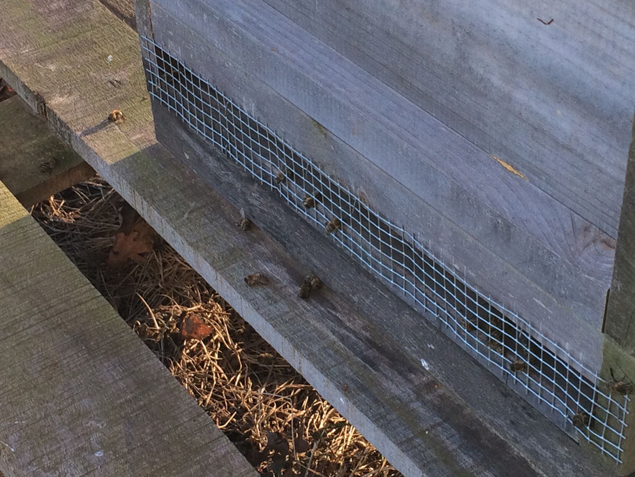Zaghafte Aktivität am Bienenstock... Wenige tote Bienen liegen vor der Beute.