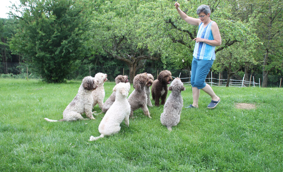 Lagotto Romagnolo