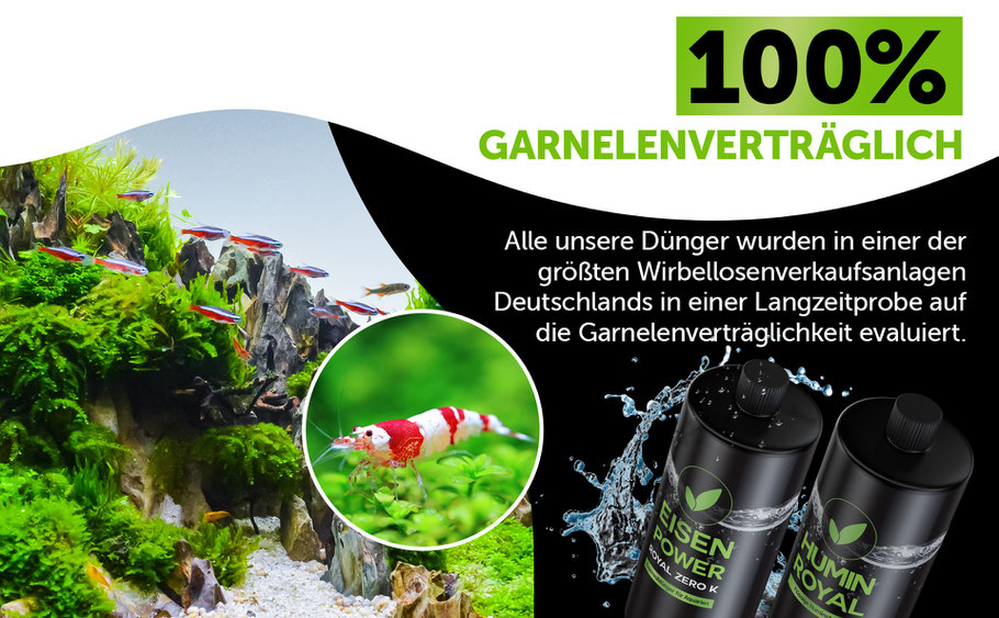Bild was verdeutlicht, dass unsere Dünger 100% Garnelenverträglich sind, unsere Greenscaping Dünger wurden in einer der größten Wirbellosenverkaufsanlagen Deutschlands in einer Langzeitprobe auf die Garnelenverträglichkeit evaluiert.