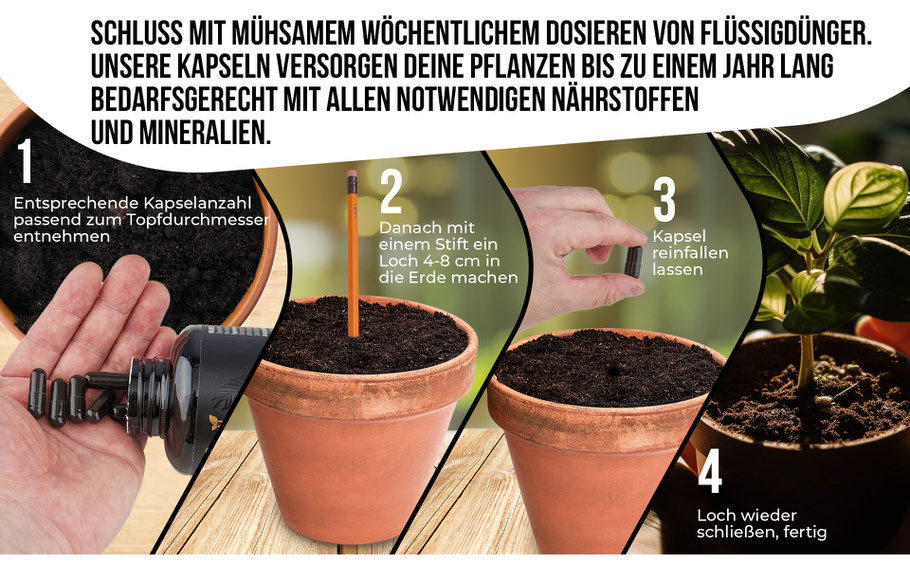 Bild was zeigt wie einfach das Düngen mit dem Kapseln ist und die einzelen Schritte 1-3 erklärt. 1. Kapselanzahlt passend dem Topfdurchmesser entnehmen. 2 Loch machen. 3 Kapsel da rein geben.