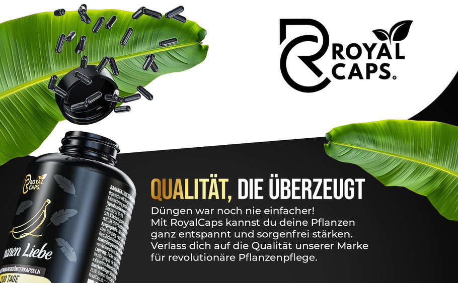 Bild die die Qualtität der Royal Caps hervorhebt, überzeuge dich selbst und probiere Sie aus.