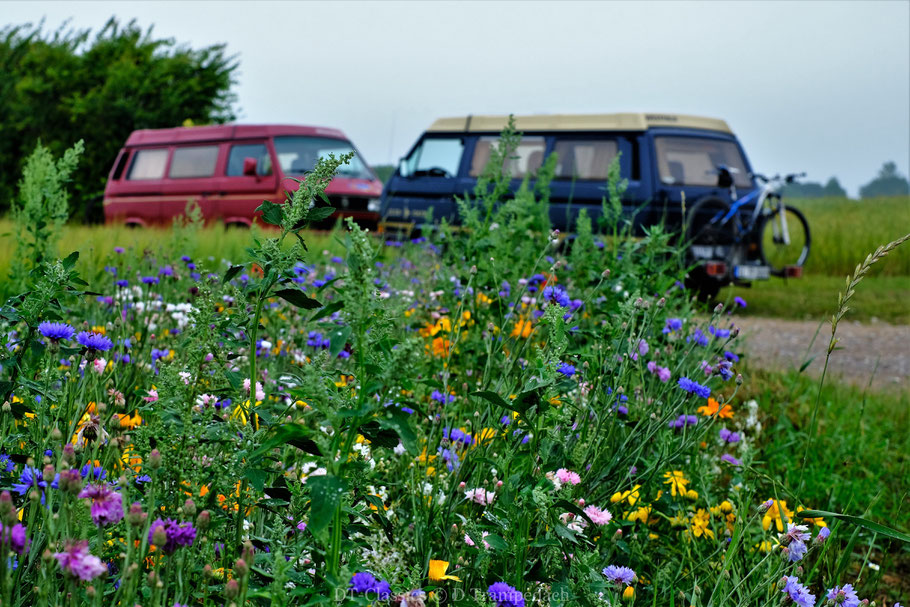 Insel Mön, VW Bullis, VW Busse, VW T3 WESTFALIA.