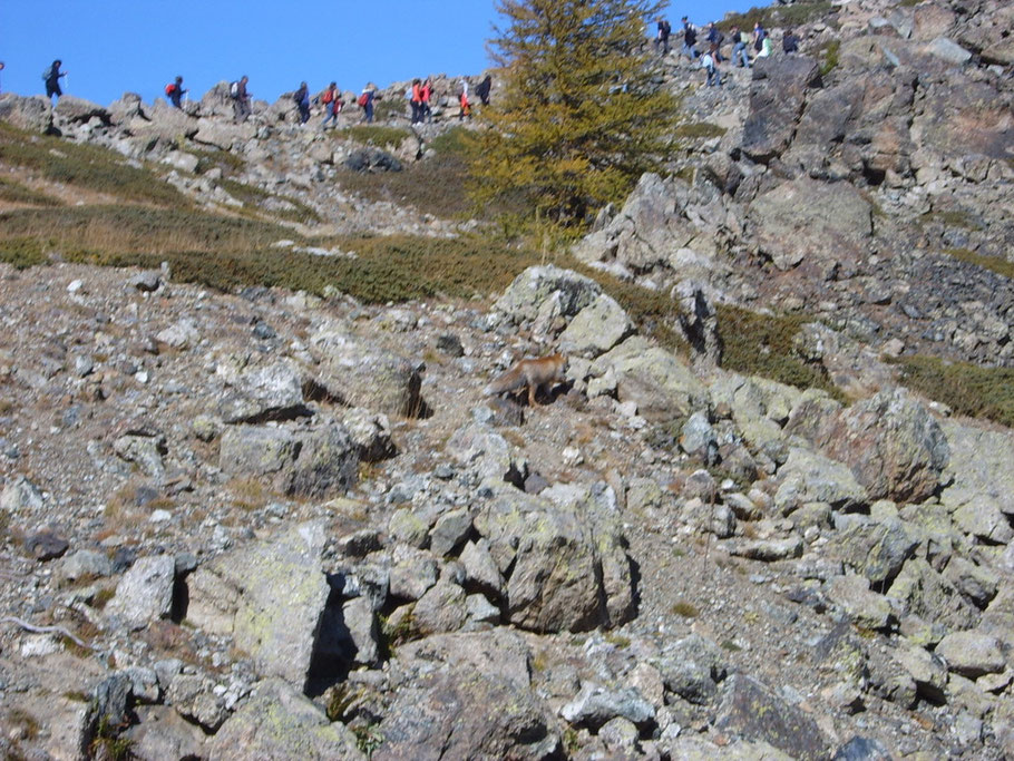 pensavamo di essere nel deserto invece!!! ....fra le rocce vi è anche volpino