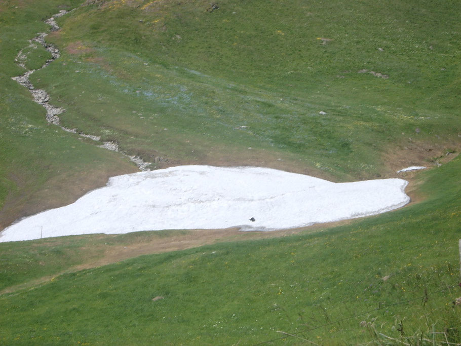 Fido corre di qua e corri di là, alla fine rinfresca le sue zampe sul posto migliore cioè…sulla neve.