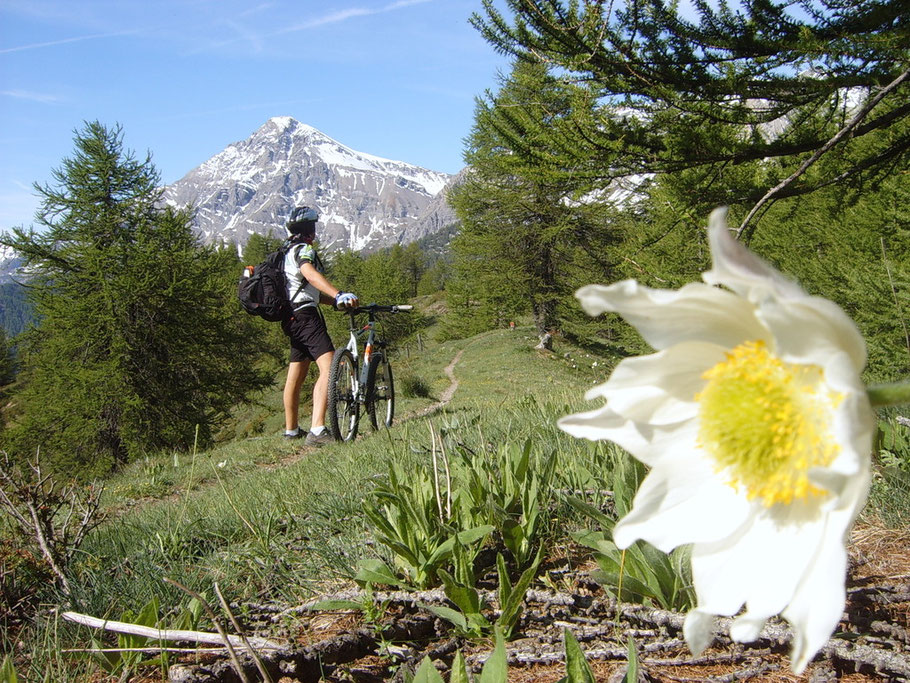 qui invece il cielo brilla ... la vegetazione anche.........lo Chaberton ci osserva sempre più minaccioso 