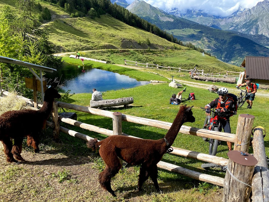 alpaca ed Ezio, Ezio è quello con il casco.