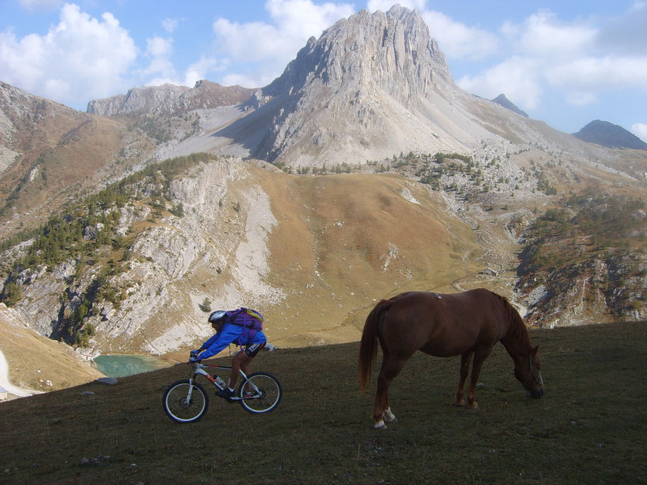 Tony, non scappare! E' solo un cavallo!!! 