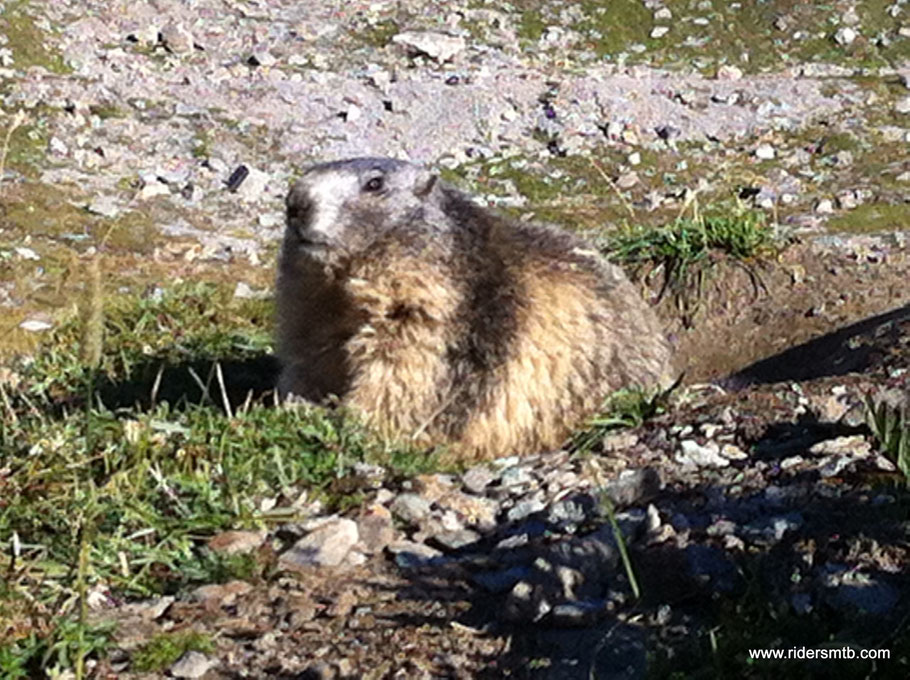 Marmotte, stambecchi e camosci sembra vogliano mettersi in mostra, è straordinario la quantità di fauna avvistata