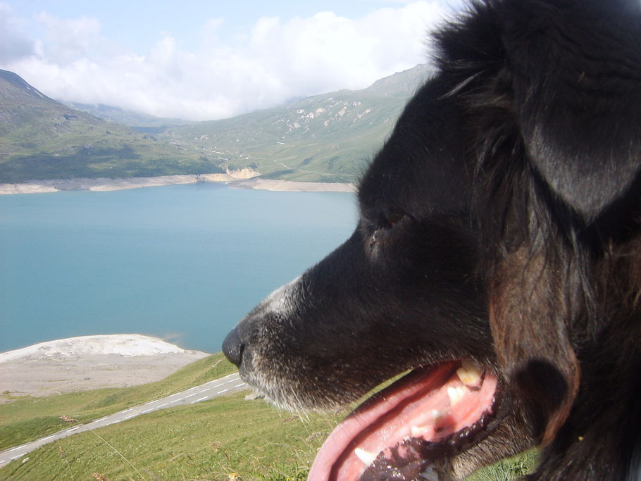 percorrendo il sentiero 2000 a tratti esposto, ci raggiunge festante un bellissimo Border Collie con il quale simpatizziamo subito ci sembra uno di fiducia per questo lo chiamarlo Fido