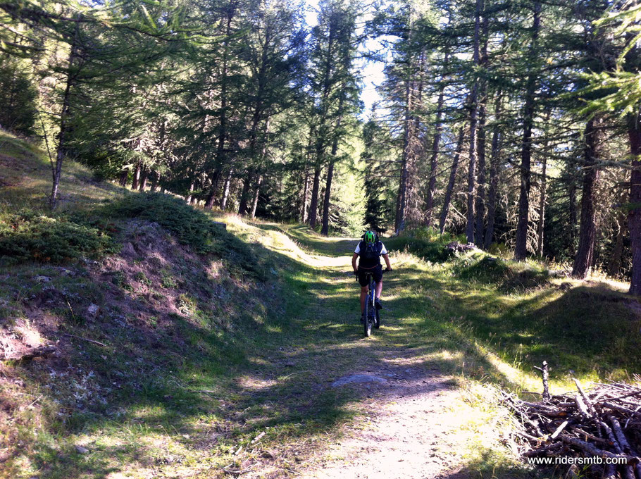 un bosco da favola ed un sentiero che mano mano diventa single track a balcone su Vens