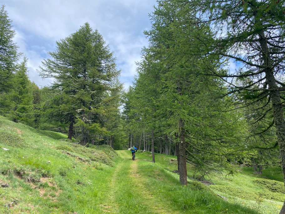 entriamo nel bosco fatato pedalando un lungo e suggestivo single track in falso piano