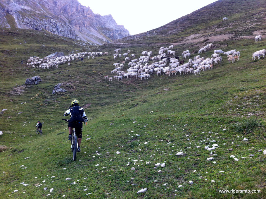 c'è anche Heidi