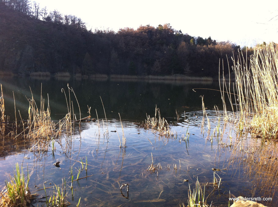 al lago di Villa ci attendono un miliardo di rane e rospi 