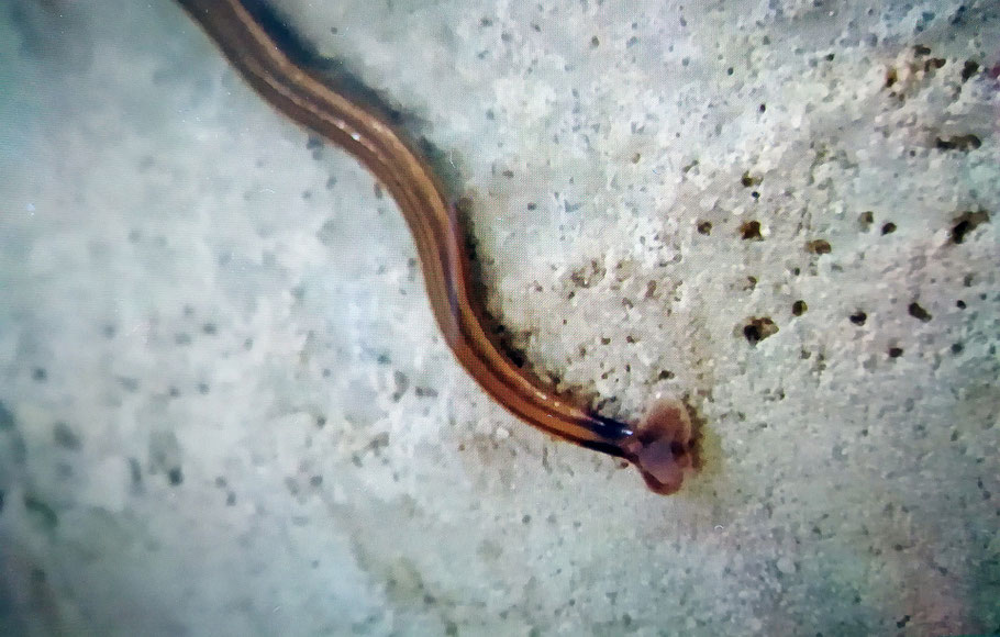 hellbrauner-wurm-mit-dunklen-seitenstreifen-und-kopf-wie-hammerhai