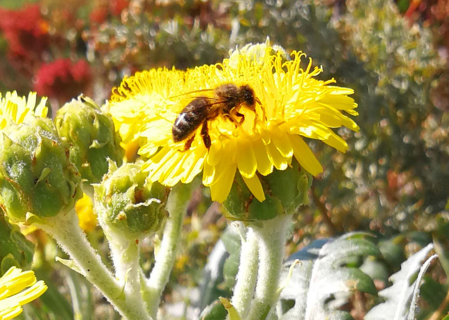 dunkle-biene-auf-gelber-blüte