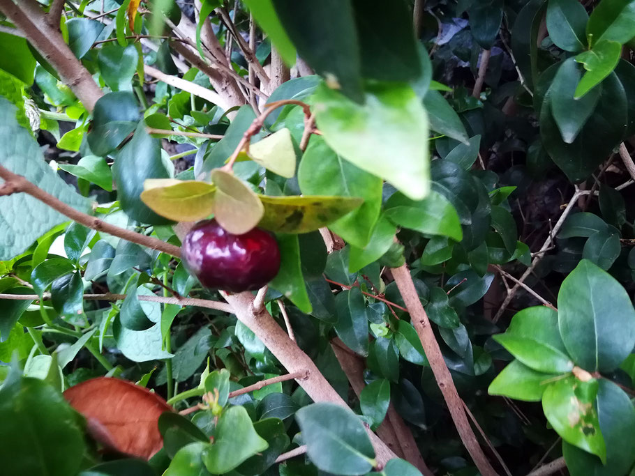 fruta-de-pitanga-roja-oscura-en-el-arbol-con-hojas-verdes