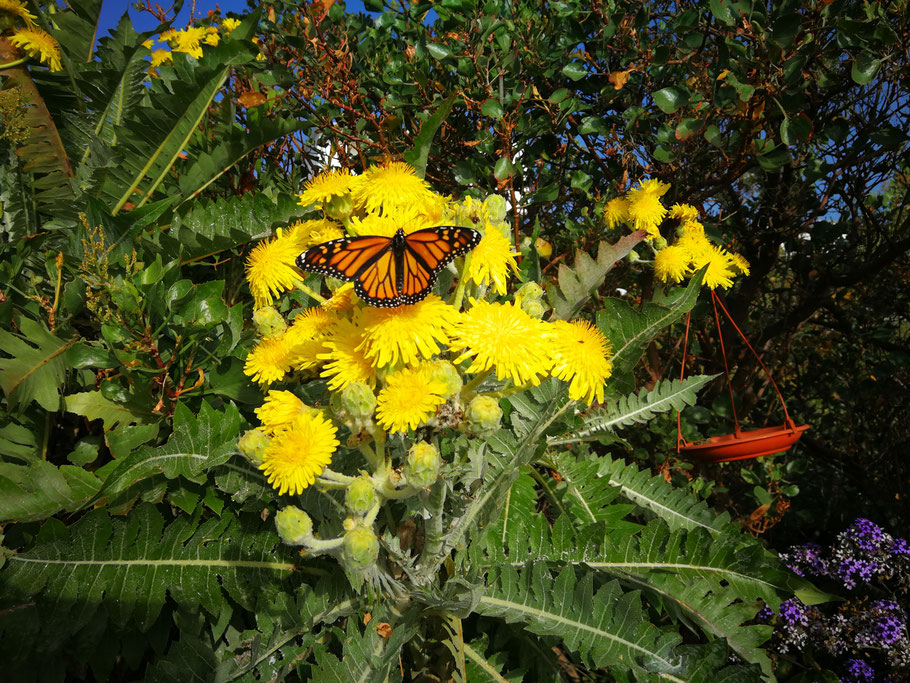 mariposa-monarca-americana-naranja-negra-blanco-sobre-flor-amarilla-de-sonchus