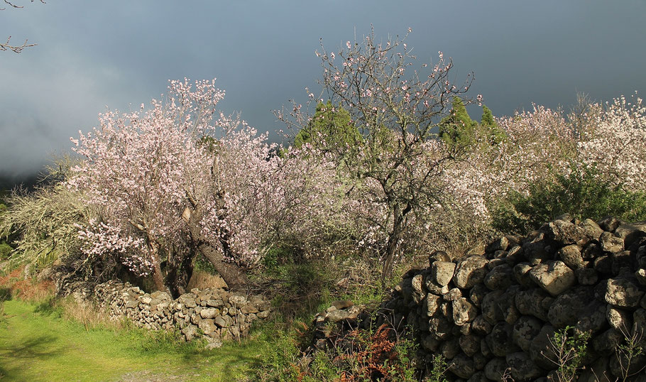 baeume mit rosa und weissen blueten vor grauem himmel mit sonnenschein