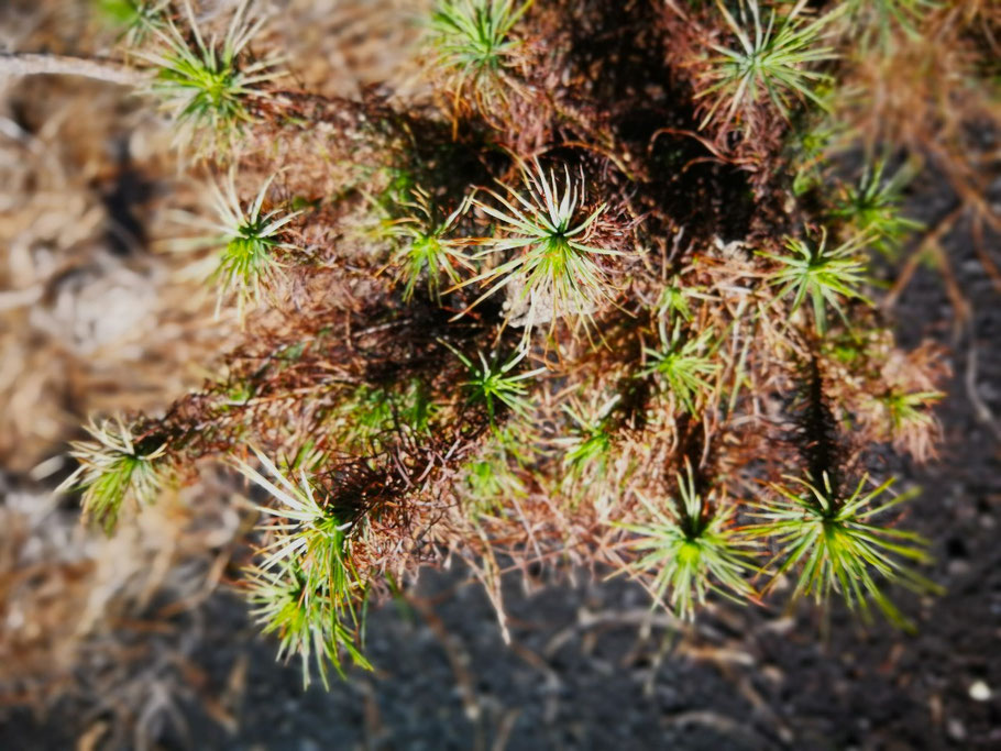 tiernos-brotes-verdes-pino-canario-despues-del-volcan