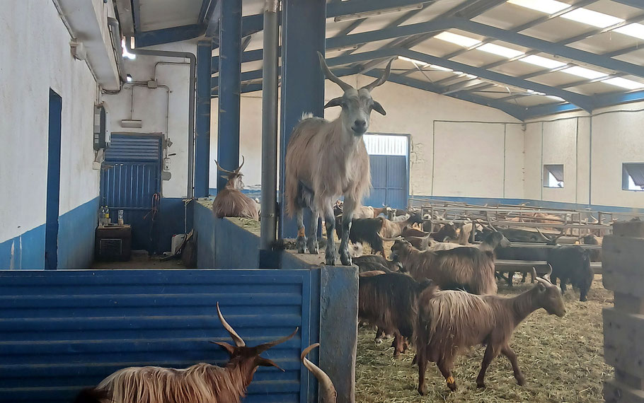 ziegen mit geschwungenen hoernern und baerten im stall