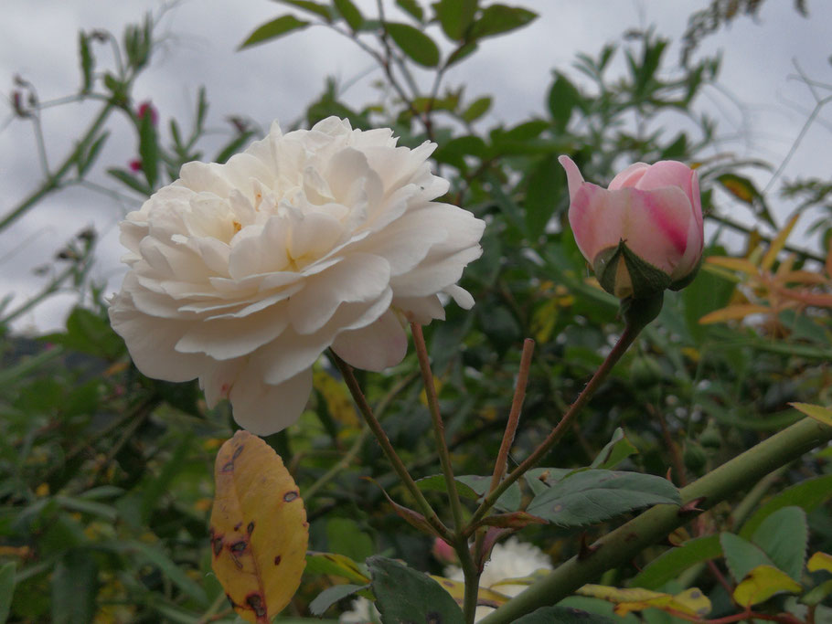 rose-en-flor-rosa-y-blanca