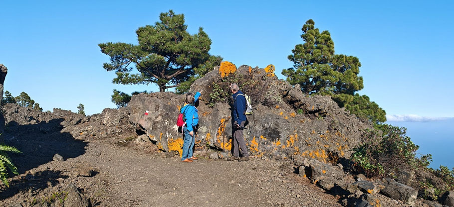 eine Frau und ein Mann schauen Flechten auf Vulkangestein an, einige Kiefern, blauer Himmel und Meer