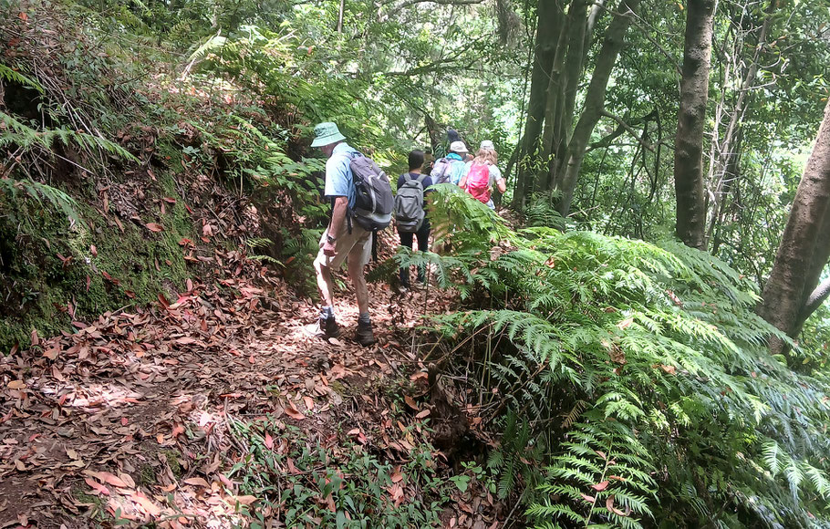 eine-gruppe-menschen-beim-spaziergang-im-wald