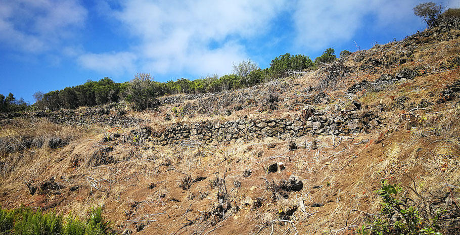 terrassen-mit-gefaellten-baeumen-auf-denen-die-baumstuempfe-stehen-bleiben-zum-neuaustrieb