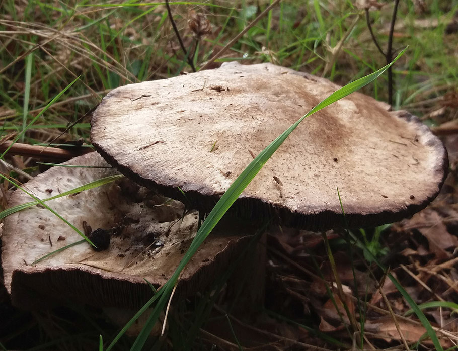 zwei pilze mit hellbrauner gesprenkelter breiter kappe nahaufnahme