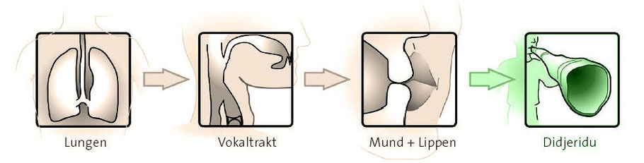 Spieler (Lungen - Vokaltrakt -Mund - Lippen) - Didgeridoo