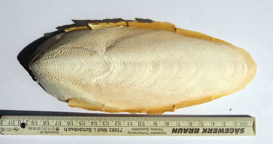 Der Schulp von einem Gemeinen Tintenfisch