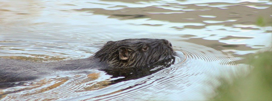 Nutria schwimmt entlang des Ufers