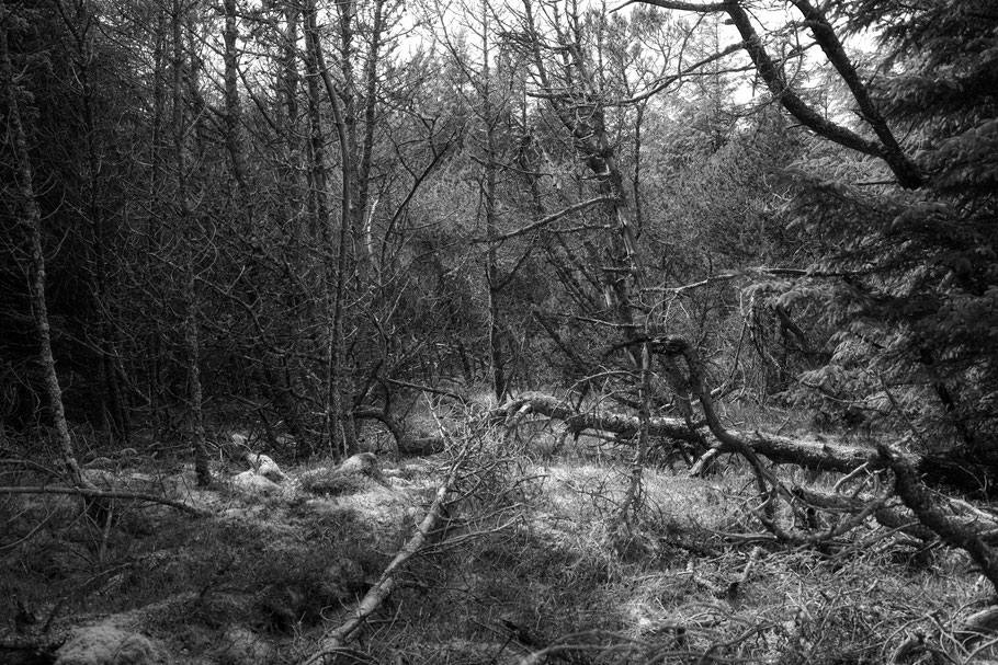Naturbelasseen