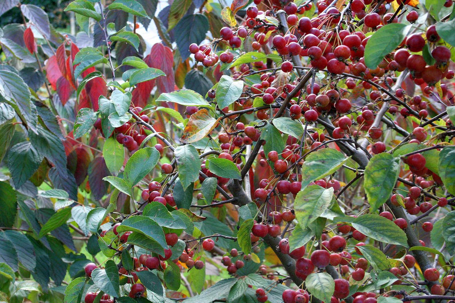 Früchte, Obst, alte Sorten, Mispel, Felsenbirne, Quitte, Apfel
