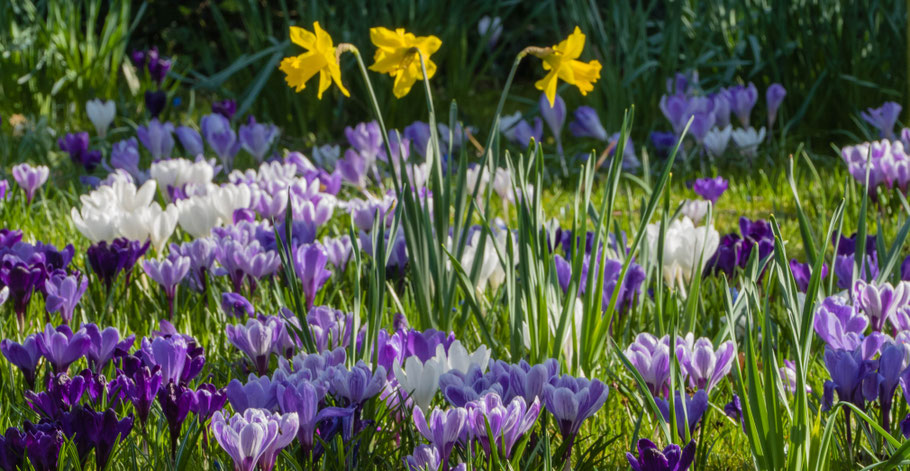 Krokus, Narzissen, Wildbienen, Frühling