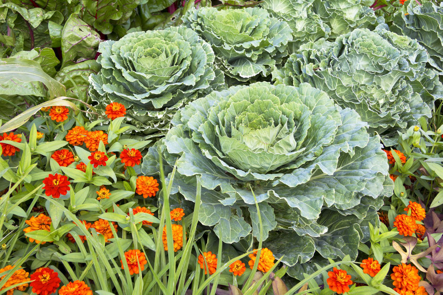 Eine Zierde im Blumenbeet: der ewige Kohl. Fotos: Adbe Stock