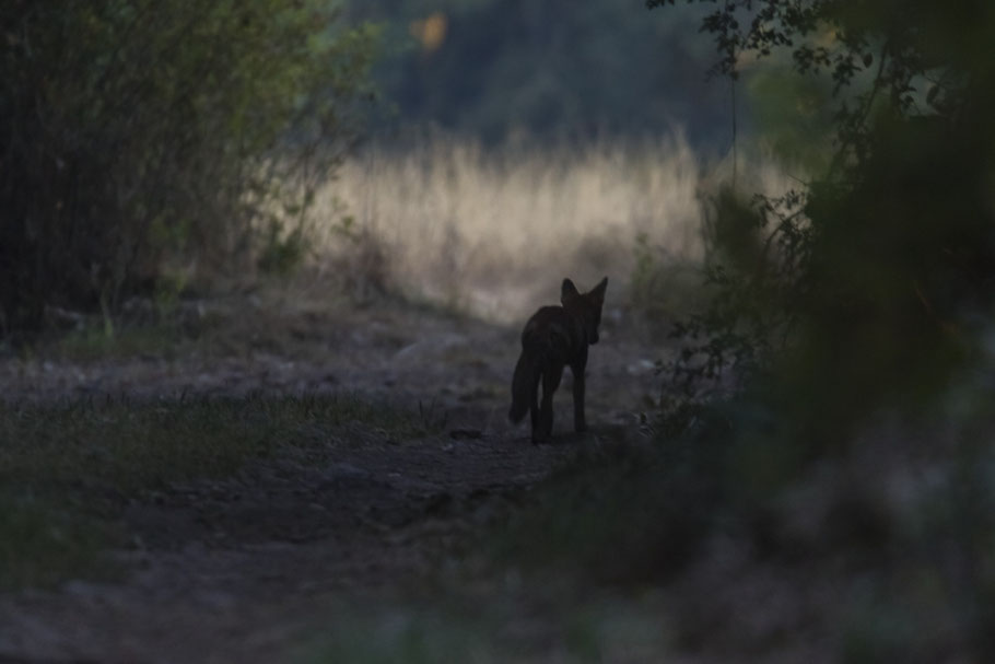 rencontre furtive! 