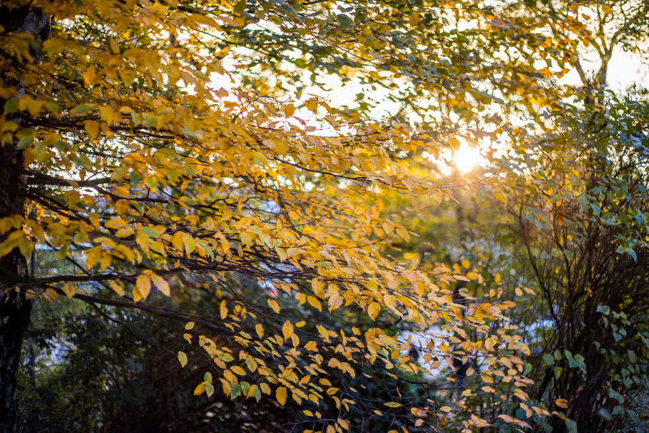 Branches with yellow leaves with sunshine shining through and more trees in the background.