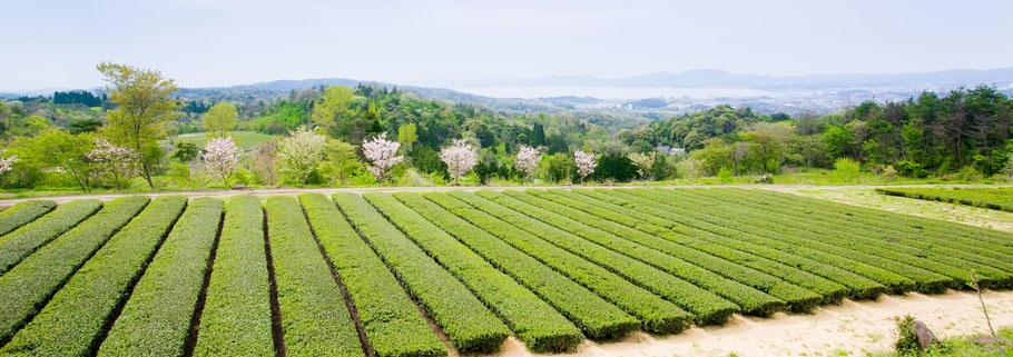 有機茶　茶畑　宝箱