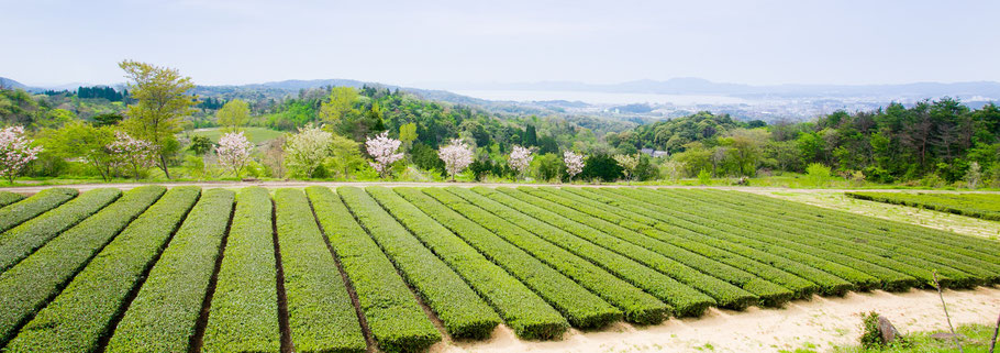 有機茶　茶畑　宝箱