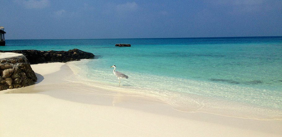 Lustiges, kurioses und Wissenswertes zu Reisezielen,  Urlaub am nd am weißen Puderzuckerstrand der Malediven