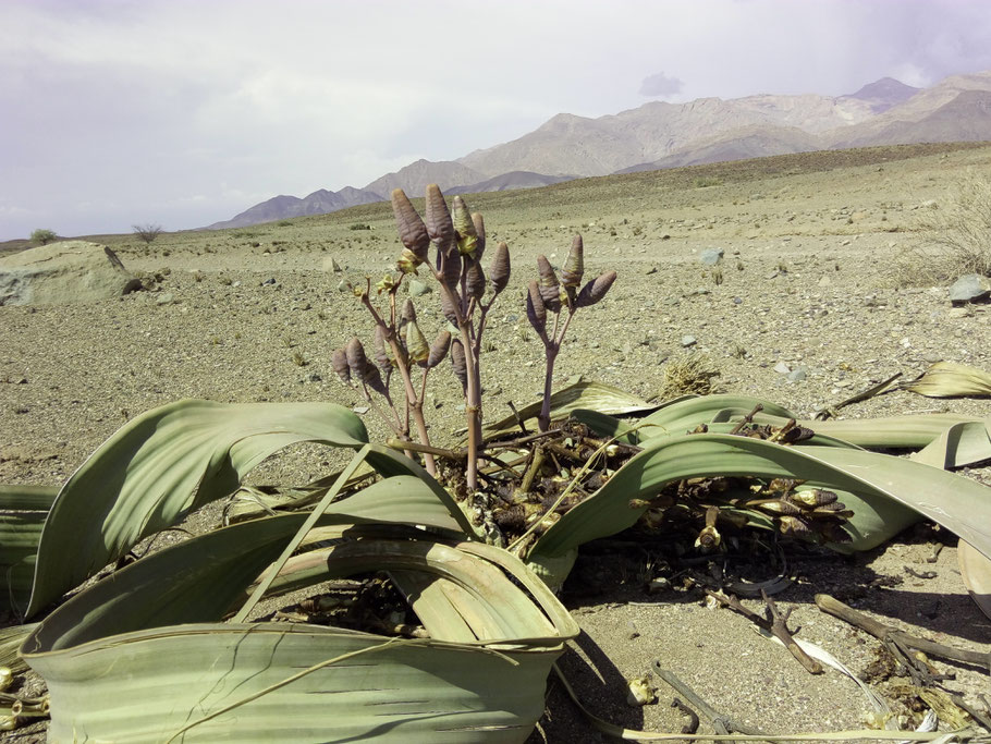 (Fast) nur in Namibia: die Welwitschie