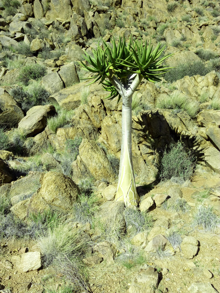 Was für eine Pflanze mitten in der Wüste